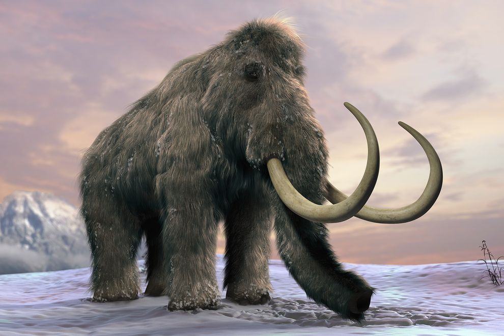 Antimicrobial Stewardship: a NICE woolly mammoth of a task!