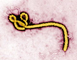 Ebola Virus - CDC