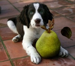 What do Liver Abscesses, Dogs and Pears have in common?