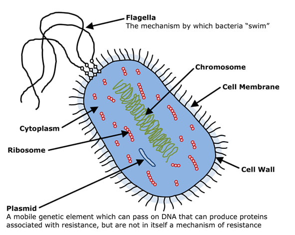 Anatomy of a bacterium - Flagella