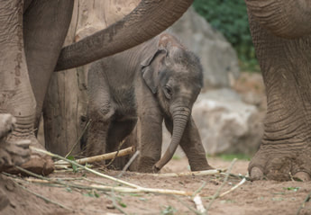 Baby elephant Anjan