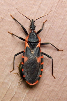 Chagas disease Triatomine Reduviid bug
