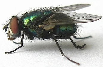 green bottle fly carries Wohlfahrtiimonas chitiniclastica