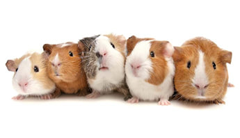 coughing guinea pigs