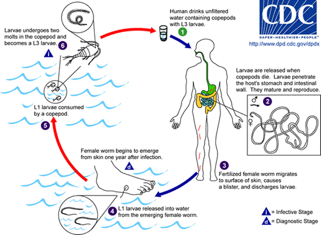 Guinea worm life cycle