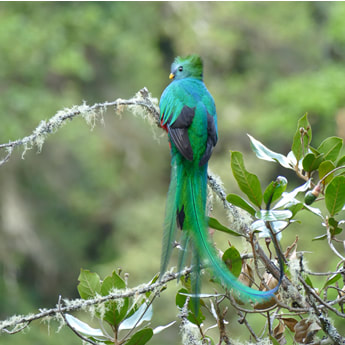Quetzal - a new antifungal Selvamicin