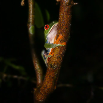 Red-eyed tree frog - a new antifungal Selvamicin