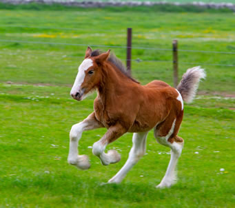 Clydesdale foal placenta
