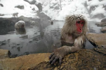 Japanese Encephalitis Jigokudani Snow Monkey Park